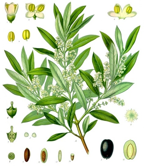 Файл:Olea europaea - Köhler–s Medizinal-Pflanzen-229.jpg