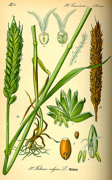 Файл:Illustration Triticum aestivum1.jpg